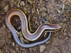 Plestiodon skiltonianus skiltonianus