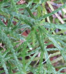 Diphasiastrum thyoides