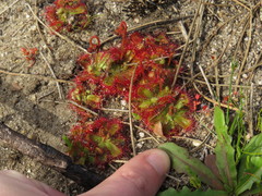 Drosera trinervia