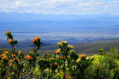 Leucospermum pluridens