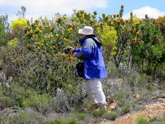 Leucospermum pluridens