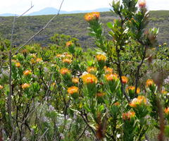 Leucospermum pluridens