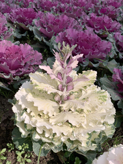 Brassica oleracea