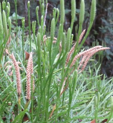 Diphasiastrum thyoides