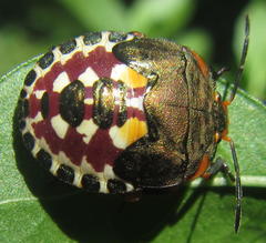 Caura rufiventris