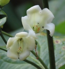 Macrocarpaea valerioi