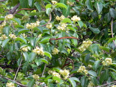 Aganosma cymosa
