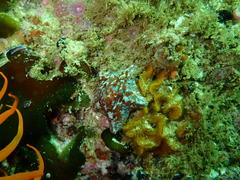 Parvulastra dyscrita