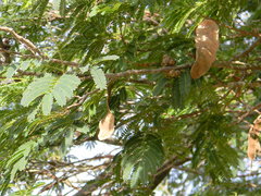 Albizia amara