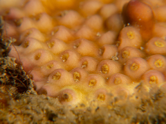 Turbinaria stellulata