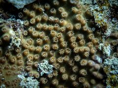 Turbinaria stellulata