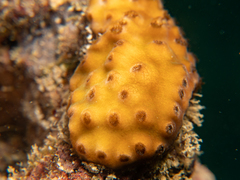 Turbinaria stellulata