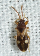Tempyra biguttula