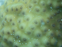 Turbinaria stellulata