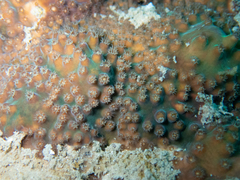 Turbinaria stellulata