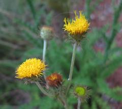 Berkheya carduoides