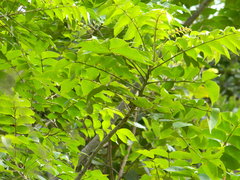 Lannea coromandelica