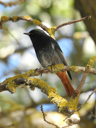 Representative image of Phoenicurus ochruros aterrimus