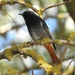Black Redstart (Iberian) - Photo (c) Manel Ferreira, some rights reserved (CC BY-NC), uploaded by Manel Ferreira