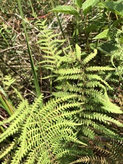 Thelypteris palustris pubescens