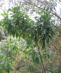 Monnina crepinii