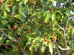 Madhuca longifolia latifolia