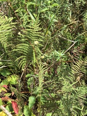 Thelypteris palustris pubescens