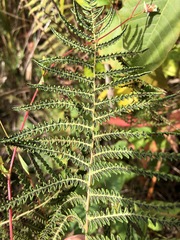 Thelypteris palustris pubescens