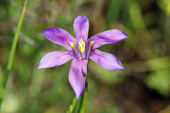 Moraea polyanthos