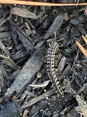 Asiomorpha coarctata