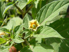 Physalis minima