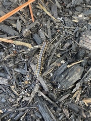 Asiomorpha coarctata