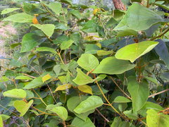 Premna tomentosa