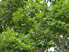 Pterocarpus marsupium