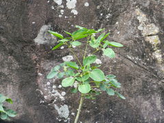 Heptapleurum stellatum