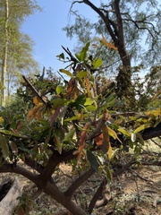 Diospyros mespiliformis