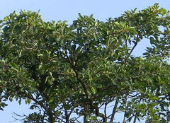Terminalia bellirica
