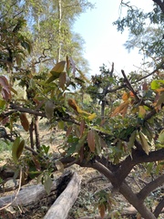 Diospyros mespiliformis