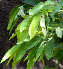 Terminalia paniculata