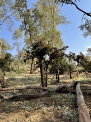 Diospyros mespiliformis