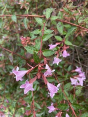 Abelia × grandiflora