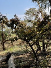 Diospyros mespiliformis