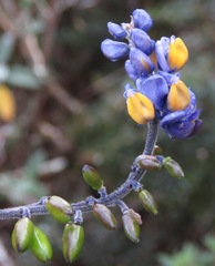 Monnina crepinii