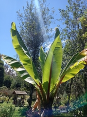 Ensete