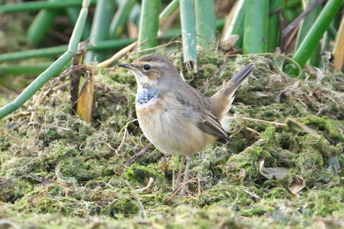 Ruiseñor pechiazul (Luscinia svecica)