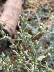 Pseudoconyza viscosa