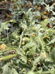 Pseudoconyza viscosa