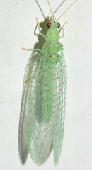 Pseudomallada benedictae