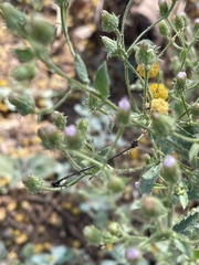 Pseudoconyza viscosa