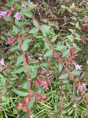 Abelia × grandiflora